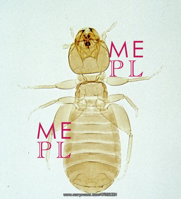 : Liposcelis sp. booklouse : Liposcelis sp. booklouse