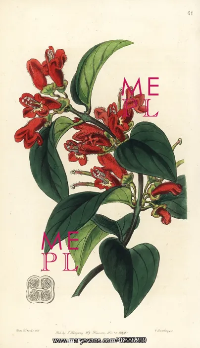 : Lipstick plant, Aeschynanthus miniatus : Lipstick plant, Aeschynanthus miniatus