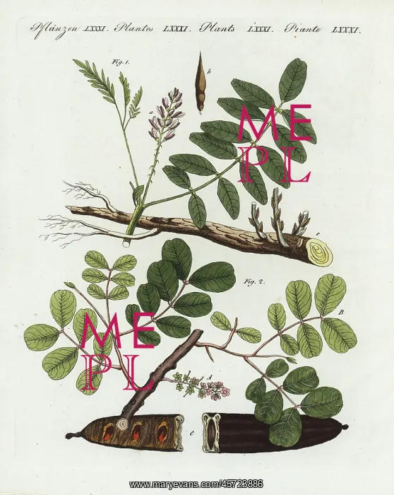 : Liquorice and carob tree : Liquorice and carob tree