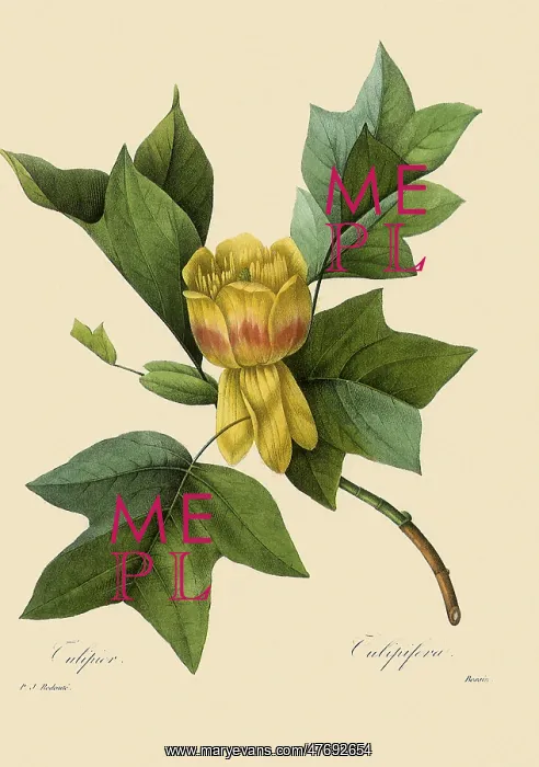 : Liriodendron Tulipifera : Liriodendron Tulipifera