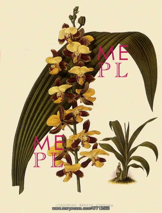 : Lissochilus Krebsii var. Purpuratus : Lissochilus Krebsii var. Purpuratus