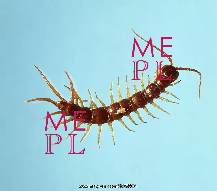 : Lithobius sp. centipede : Lithobius sp. centipede