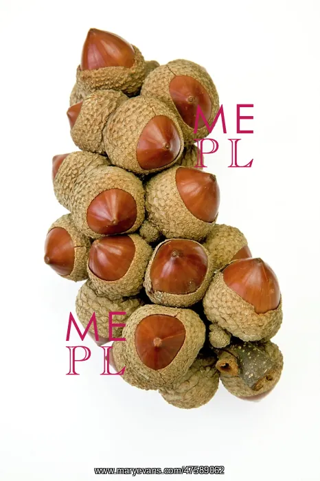  : Lithocarpus, stone oak