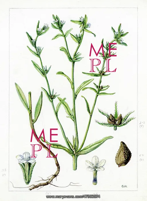 : Lithospermum arvense - field gromwell : Lithospermum arvense - field gromwell