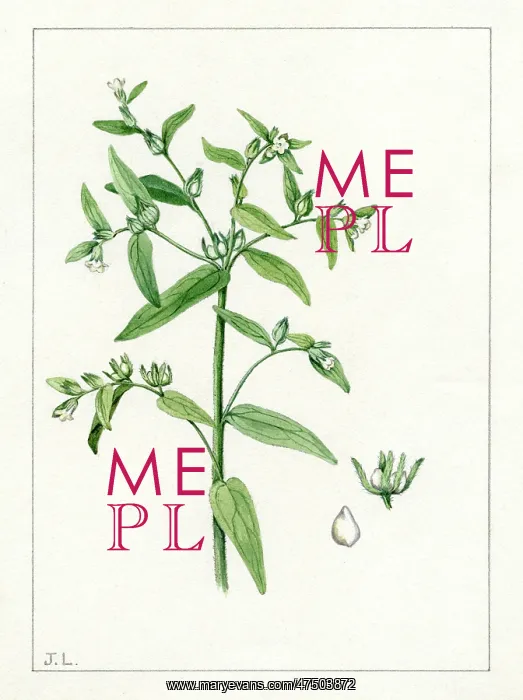 : Lithospermum officinale - common gromwell : Lithospermum officinale - common gromwell