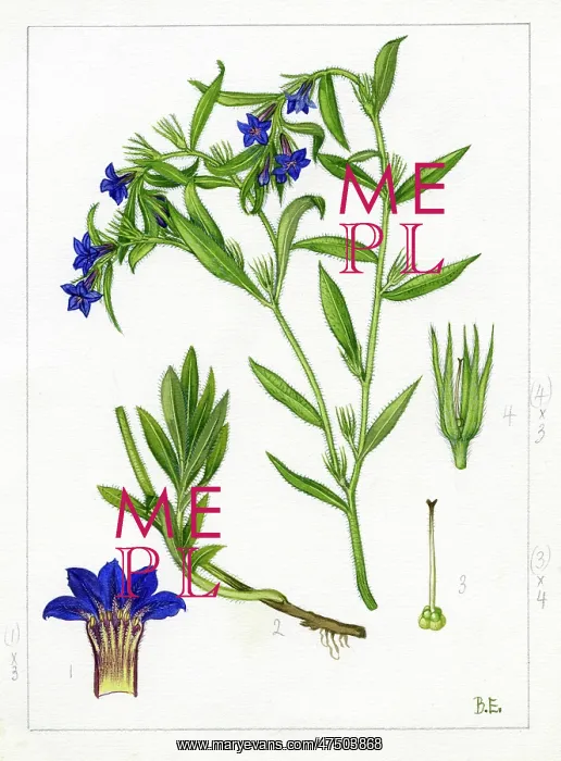 : Lithospermum purpurocaeruleum : Lithospermum purpurocaeruleum