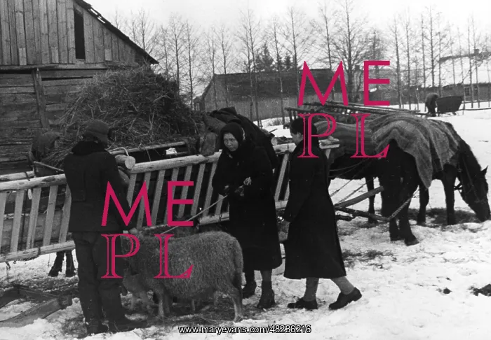 : Lithuania Germans with cattle, 1941 : Lithuania Germans with cattle, 1941