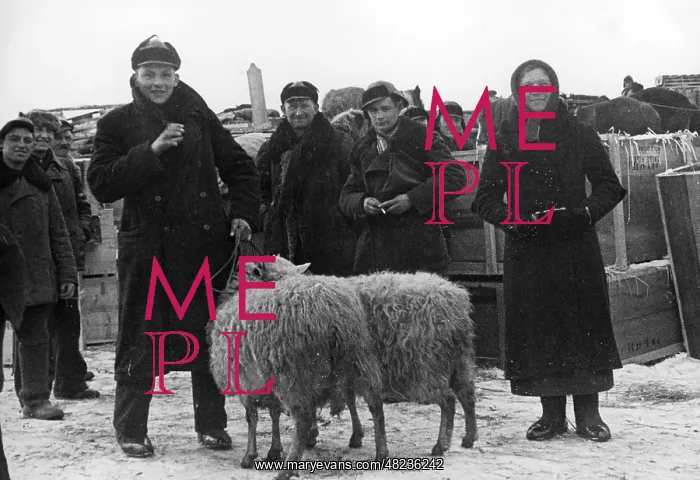 : Lithuania Germans with sheep, 1941 : Lithuania Germans with sheep, 1941