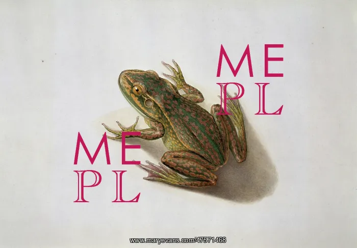: Litoria aurea, golden bell frog : Litoria aurea, golden bell frog