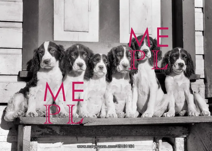 : A Litter of 6 Springer Spaniel Puppies Posing : A Litter of 6 Springer Spaniel Puppies Posing