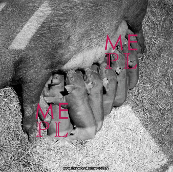  : Litter Of Duroc Pigs Piglets Sucking