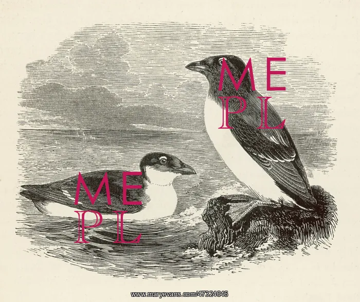  : LITTLE AUK