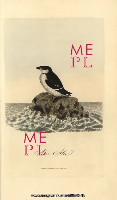 : Little auk, Alle alle : Little auk, Alle alle