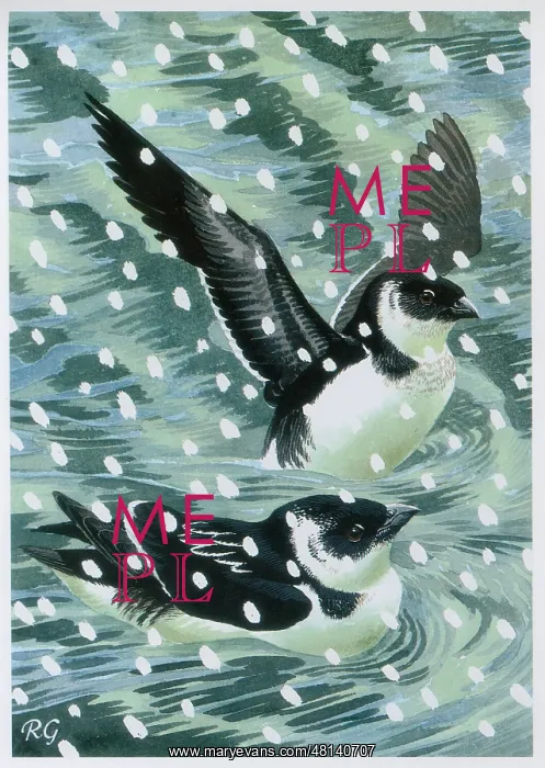  : Little Auks