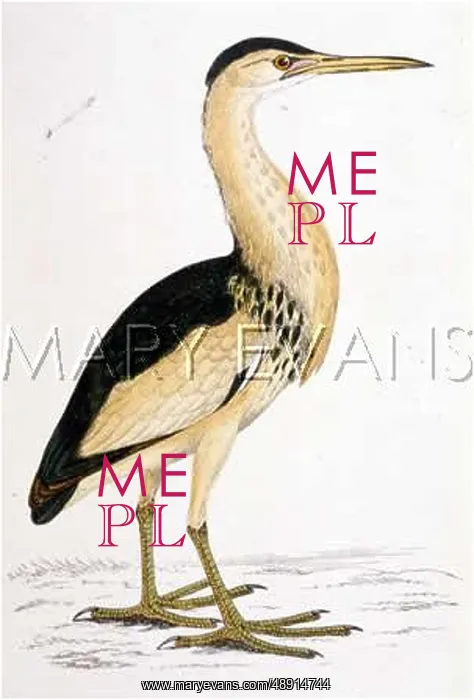 : LITTLE BITTERN : LITTLE BITTERN