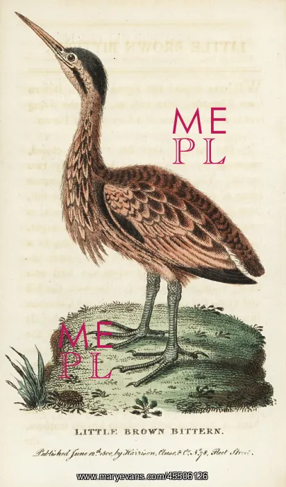 : Little bittern, Ixobrychus minutus : Little bittern, Ixobrychus minutus