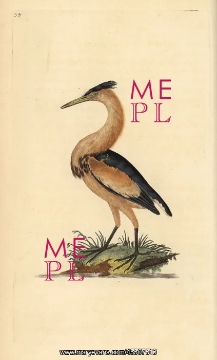 : Little bittern, Ixobrychus minutus : Little bittern, Ixobrychus minutus
