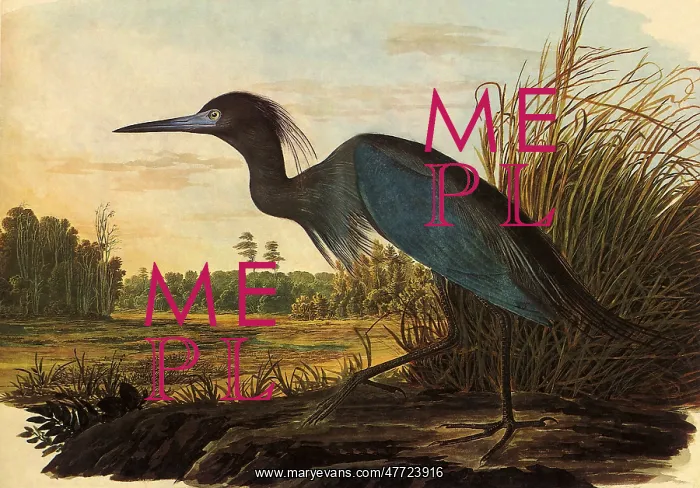  : Little Blue Heron, Florida caerulea