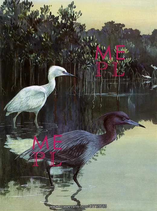  : Little Blue Herons, Egretta caerulea