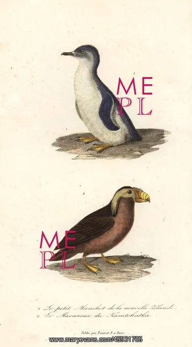 : Little blue penguin, Eudyptula minor, and : Little blue penguin, Eudyptula minor, and