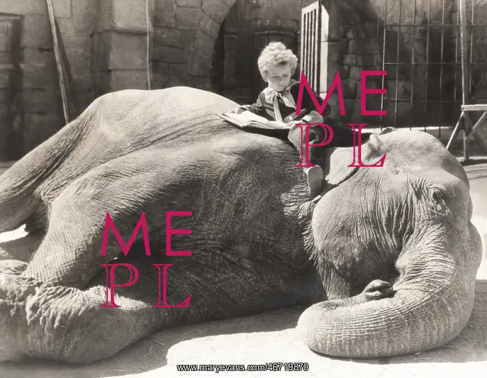 : Little boy reading a book on sleeping elephant : Little boy reading a book on sleeping elephant