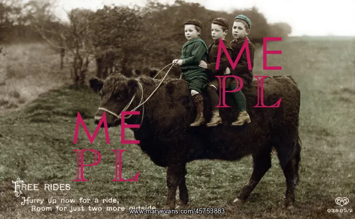 : Three little boys go for a ride on the back of a bullock : Three little boys go for a ride on the back of a bullock
