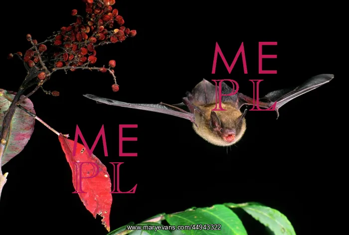 : Little Brown Bat Flying Towards Camera Myotis : Little Brown Bat Flying Towards Camera Myotis
