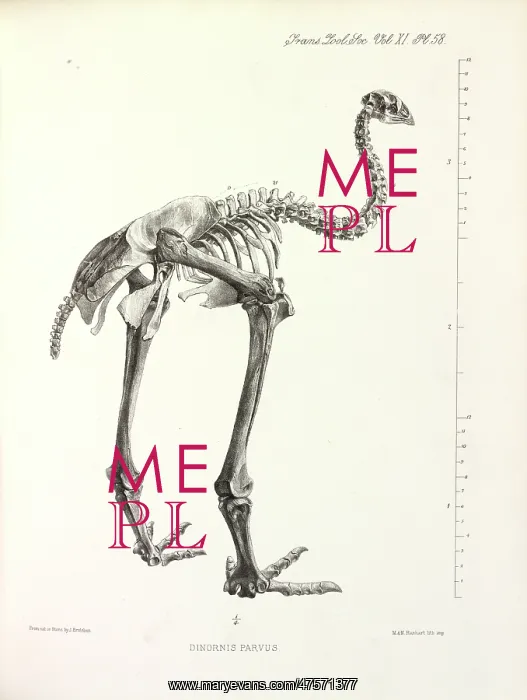 : Little Bush Moa : Little Bush Moa