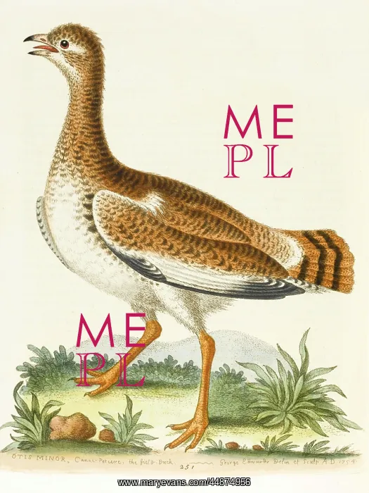  : The little bustard