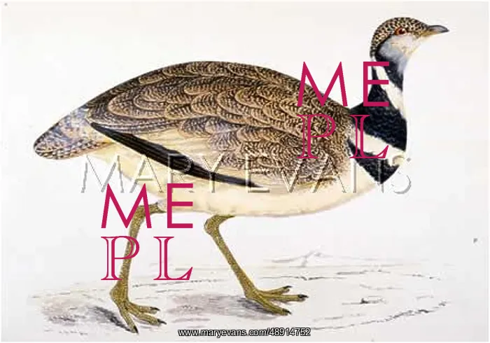 : LITTLE BUSTARD : LITTLE BUSTARD