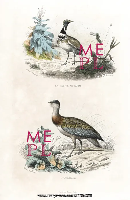 : Little bustard and great bustard : Little bustard and great bustard