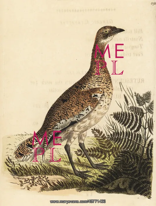 : Little bustard, Tetrax tetrax : Little bustard, Tetrax tetrax