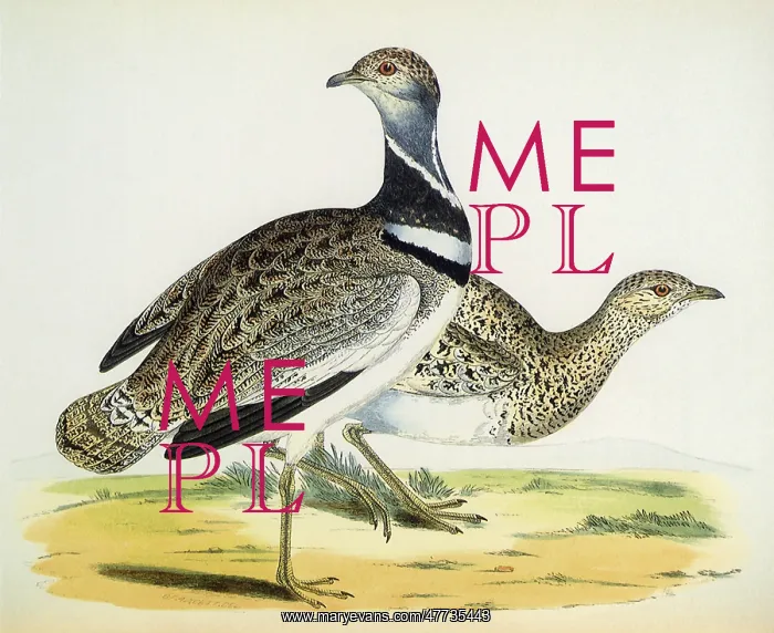  : Little Bustards, Otis tetraX