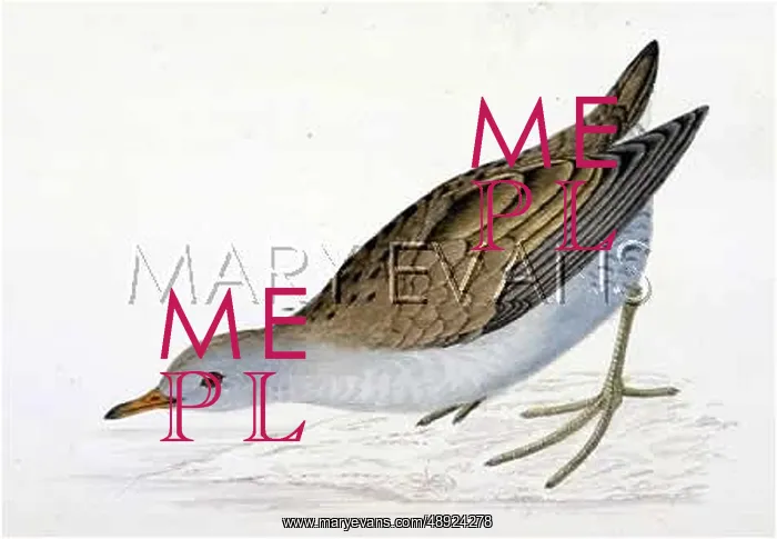 : LITTLE CRAKE : LITTLE CRAKE