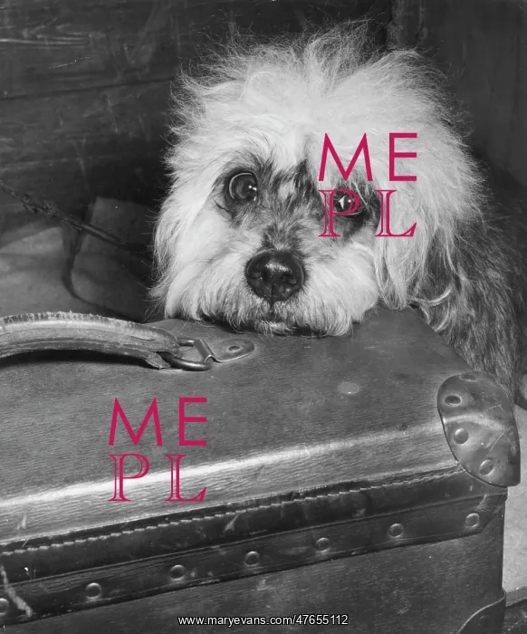 : Little dog with suitcase : Little dog with suitcase