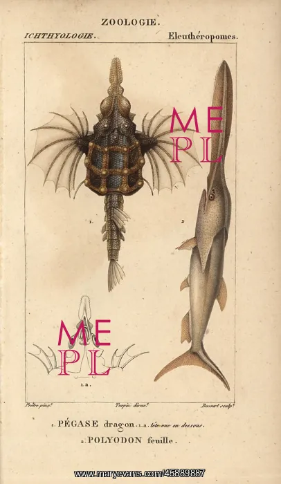 : Little dragonfish, Eurypegasus draconis, and : Little dragonfish, Eurypegasus draconis, and
