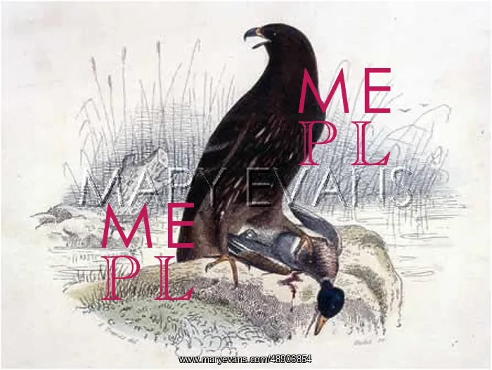 : LITTLE EAGLE : LITTLE EAGLE