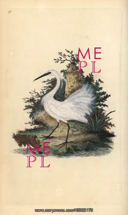 : Little egret, Egretta garzetta : Little egret, Egretta garzetta