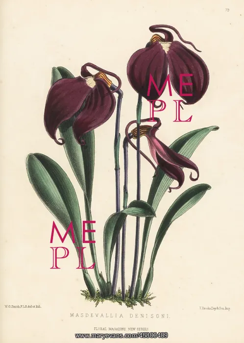 : Little flag orchid, Masdevallia coccinea : Little flag orchid, Masdevallia coccinea