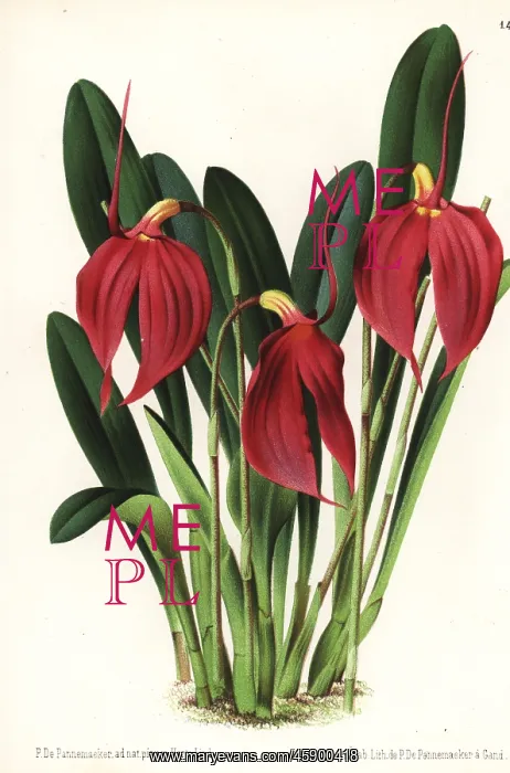 : Little flag orchid, Masdevallia coccinea : Little flag orchid, Masdevallia coccinea
