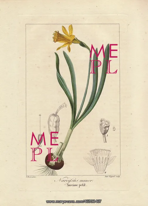 : Little gem daffodil, Narcissus minor : Little gem daffodil, Narcissus minor