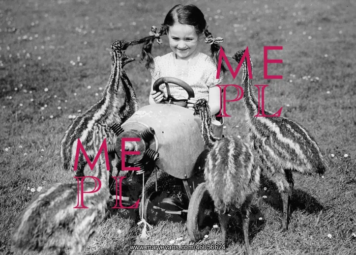 : Little girl with a bunch of Emus : Little girl with a bunch of Emus