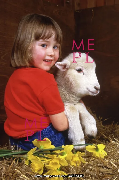  : Little girl holding a lamb