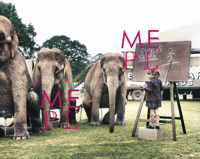 : Little girl teaching elephants in a field : Little girl teaching elephants in a field