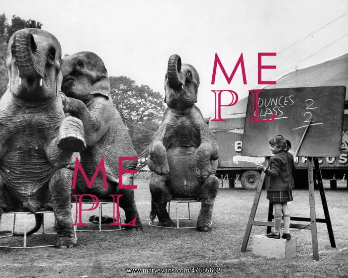 : Little girl teaching maths to circus elephants : Little girl teaching maths to circus elephants