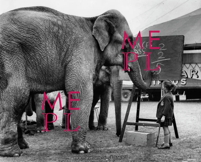 : Little girl teaching maths to circus elephants : Little girl teaching maths to circus elephants