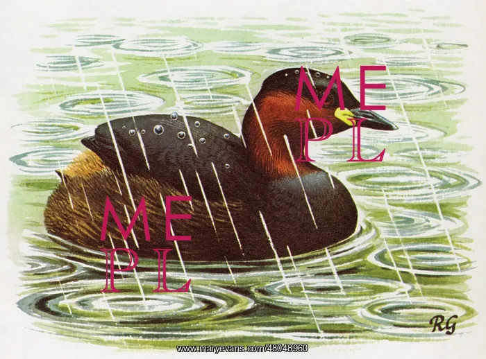 : Little Grebe : Little Grebe