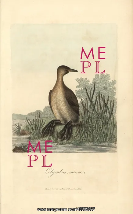  : Little grebe, Colymbus minor, Podiceps minor