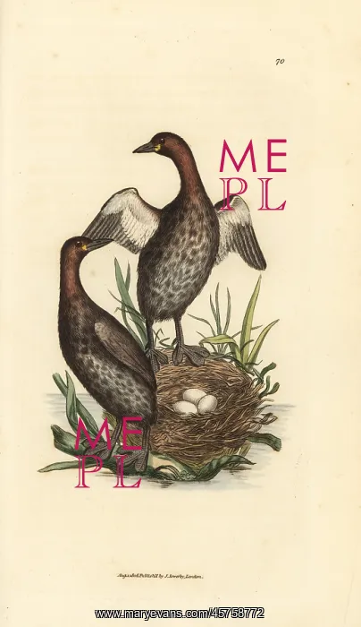 : Little grebe, Tachybaptus ruficollis : Little grebe, Tachybaptus ruficollis