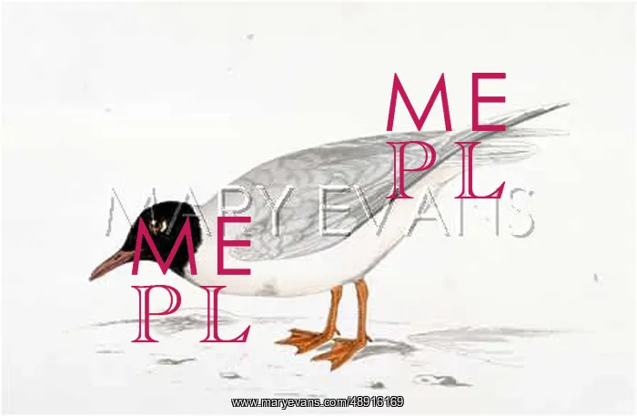  : LITTLE GULL (MORRIS)